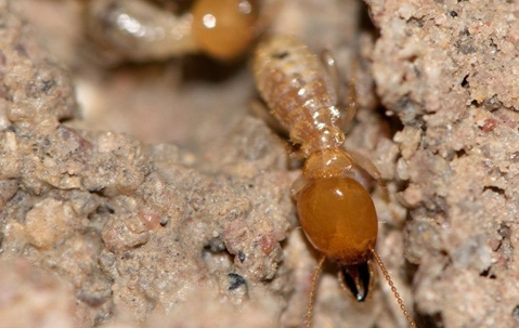 two termites up close