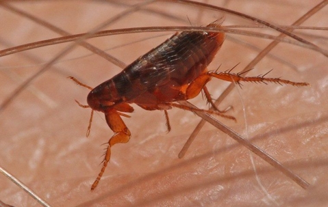 a flea crawling on a human arm