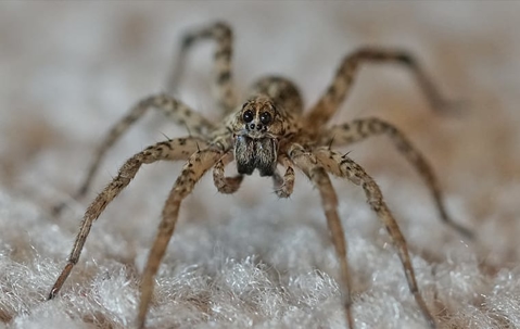 wolf spider on carpet
