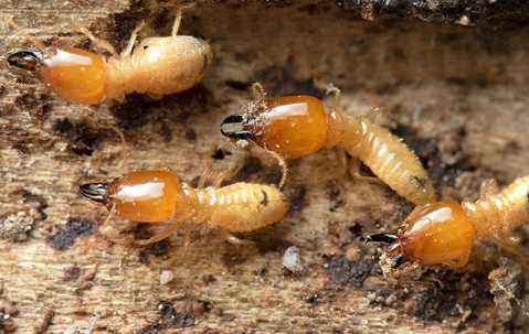 termites on chewed wood