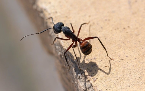 an ant crawling near a home