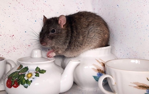 rat in tea set