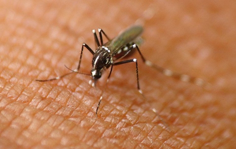 mosquito-on-the-skin