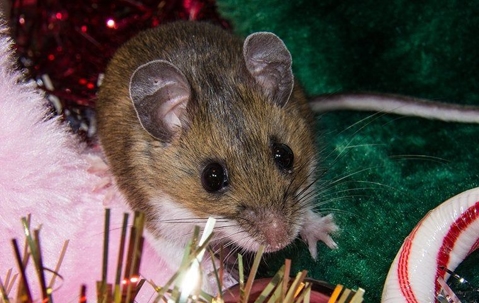 a mouse crawling in holiday decorations