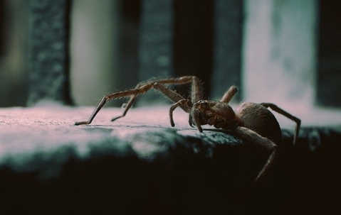a house spider crawling in a home