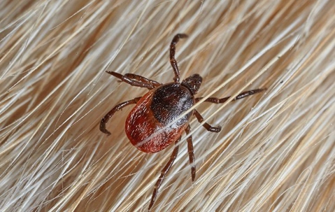 tick crawling on hair