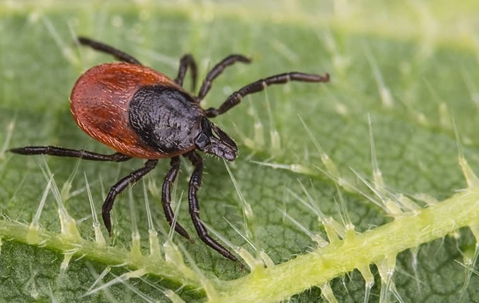 tick on plant leaf