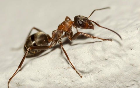 a carpenter ant crawling in a home