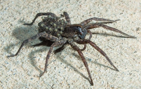 wolf spider crawling on basement floor