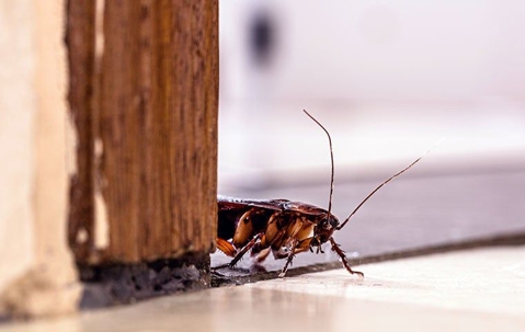cockroach in doorway