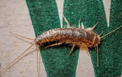 silverfish on wood