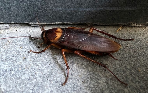close up of cockroach indoors