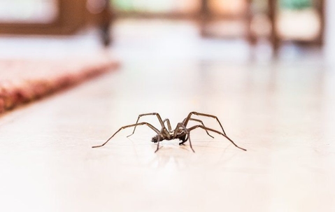 a house spider crawling inside a home