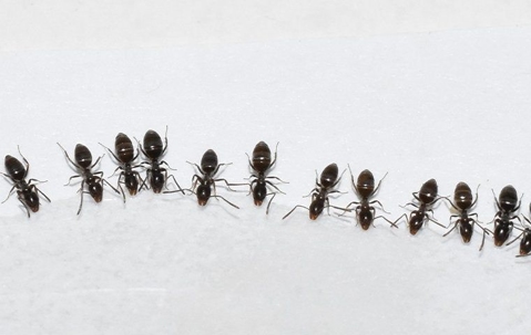 ants drinking water