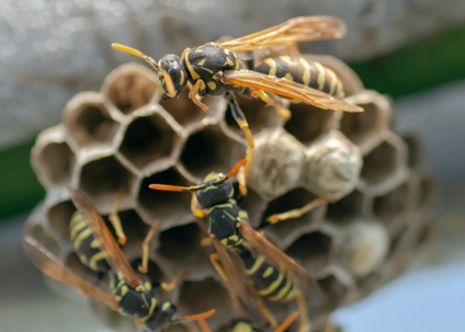 wasps on their nest