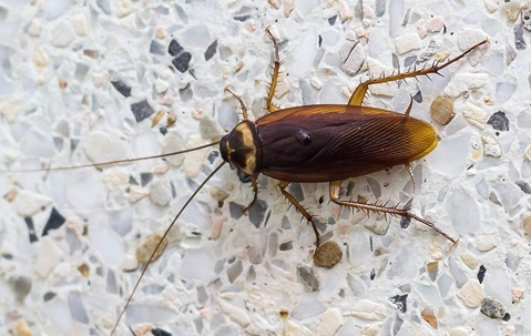 a cockroach crawling in a home