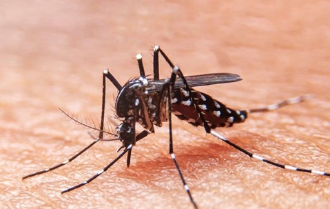 mosquito biting skin