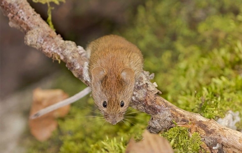 vole on branch