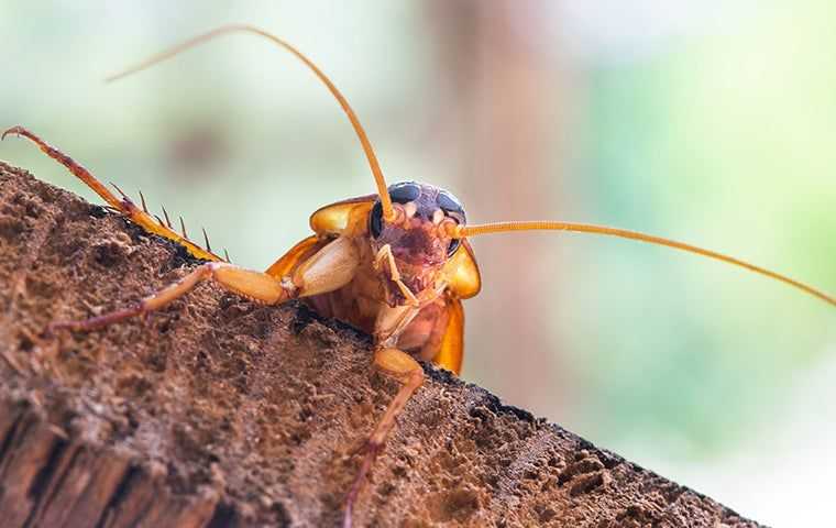 Cockroach Control