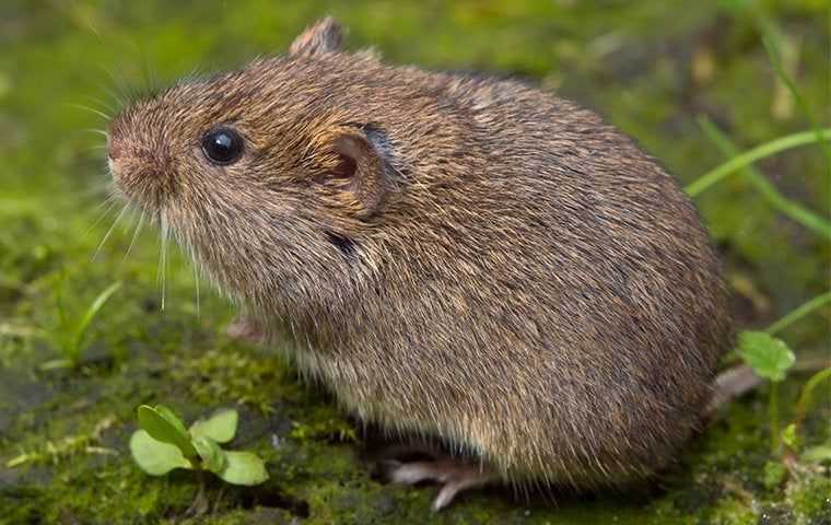 Voles